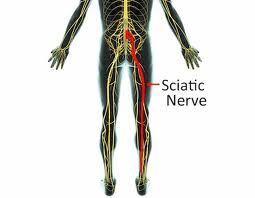 sciatic nerve mobilization